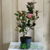 Photinia Fraseri 'Carré Rouge' 2Ltr Pot (NL) -Cheap Shrub And Spray Store 0000000398517 2