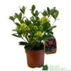 Skimmia Japonica 'Temptation' 2Ltr Pot (NL)