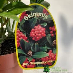 Skimmia Japonica 'Temptation' 2Ltr Pot (NL) -Cheap Shrub And Spray Store 0000000398528 2