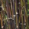 Fargesia Nitida 'Black Pearl' Bamboo 7.5Ltr Pot 2 Fargesia Nitida 'Black Pearl' Bamboo 7.5Ltr Pot -Cheap Shrub And Spray Store 0000000415237 c0054745 b8d7 4e34 9b62 e2b510df509a