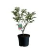 Euonymus Alatus 'Compactus' Plant 4Ltr Pot (NL) -Cheap Shrub And Spray Store 00000275