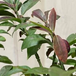 Euonymus Alatus 'Compactus' Plant 4Ltr Pot (NL) -Cheap Shrub And Spray Store 00000275 3