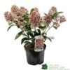 Skimmia Japonica 'Rubella' 3Ltr Pot (NL) 1 Skimmia Japonica 'Rubella' 3Ltr Pot (NL) -Cheap Shrub And Spray Store 00000286