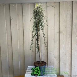 Cotoneaster 'Juliette' 80cm Tall (NL) -Cheap Shrub And Spray Store 00000625 2