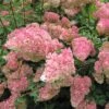 Hydrangea 'Vanille-Fraise' 40cm Tall (NL) -Cheap Shrub And Spray Store 00000627 61d5339e ca8a 49fe 930a 716fa5a2a5f6