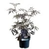 Sambucus Nigra 'Black Lace' Plant 3 Ltr Pot -Cheap Shrub And Spray Store 00000629 8b8a232f 6c5b 4895 a1af 2c59937f44cf
