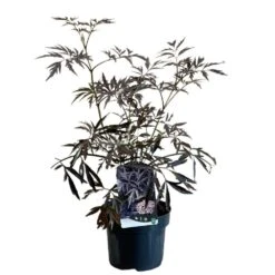Sambucus Nigra 'Black Lace' Plant 3 Ltr Pot