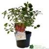 Cornus 'Midwinter Fire' Plant 3Ltr Pot (NL) 1 Cornus 'Midwinter Fire' Plant 3Ltr Pot (NL) -Cheap Shrub And Spray Store 00001162