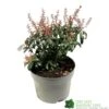 Pieris 'Bonfire' Plant 2Ltr Pot 1 Pieris 'Bonfire' Plant 2Ltr Pot -Cheap Shrub And Spray Store 00001641