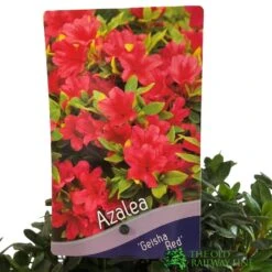 Azalea 'Geisha Red' Plant 3Ltr Pot (NL) 7 Azalea 'Geisha Red' Plant 3Ltr Pot (NL) -Cheap Shrub And Spray Store 00001652 2