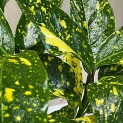 Cheap Shrub And Spray Store -Cheap Shrub And Spray Store 00002104 3