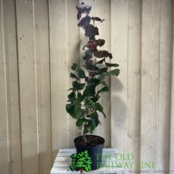 Corylus 'Red Majestic' Hazel Tree 70cm Tall (NL) -Cheap Shrub And Spray Store 00002653 2