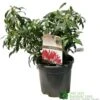 Pieris 'Forest Flame' 2Ltr Pot (NL) -Cheap Shrub And Spray Store 00002656