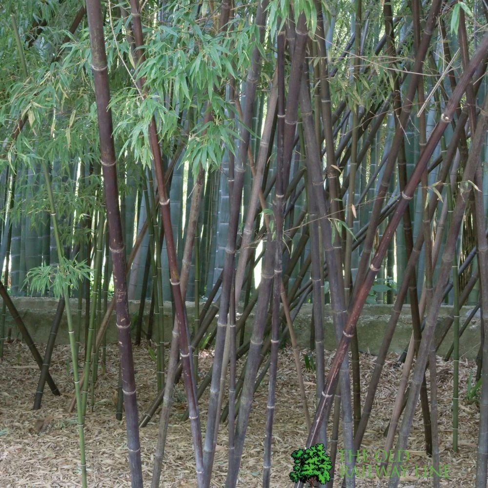 Phyllostachys 'Nigra' Bamboo 1m Tall 3 Phyllostachys 'Nigra' Bamboo 1m Tall