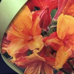 Azalea (Deciduous) 'Golden Eagle' 7.5Ltr Pot (NL) 8 Azalea (Deciduous) 'Golden Eagle' 7.5Ltr Pot (NL) -Cheap Shrub And Spray Store 00002759 2