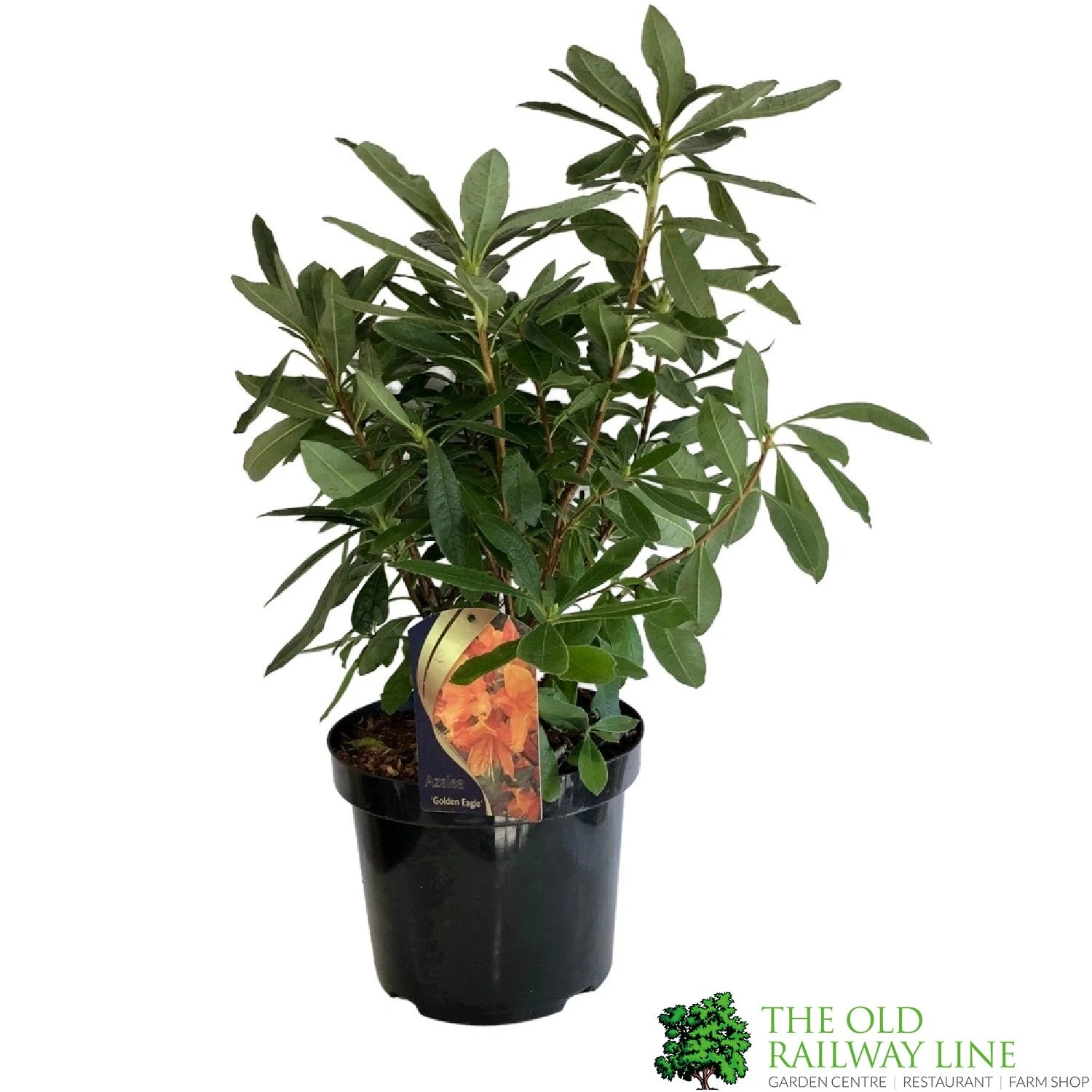 Azalea (Deciduous) 'Golden Eagle' 7.5Ltr Pot (NL) 4 Azalea (Deciduous) 'Golden Eagle' 7.5Ltr Pot (NL) - Image 2