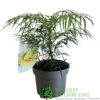 Mahonia 'Soft Caress' 3Ltr Pot (NL) -Cheap Shrub And Spray Store 00003291