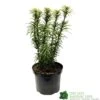 Cephalotaxus 'Korean Gold' Plum Yew Conifer 40cm Tall (NL) -Cheap Shrub And Spray Store 00003296