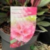 Rhododendron 'Wine & Roses' 3Ltr Pot (NL) -Cheap Shrub And Spray Store 00003895 2