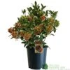 Skimmia Japonica 'Pabella' 4Ltr Pot (NL) -Cheap Shrub And Spray Store 00004158