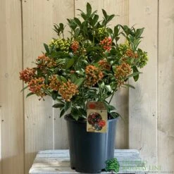Skimmia Japonica 'Pabella' 4Ltr Pot (NL) -Cheap Shrub And Spray Store 00004158 2