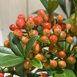 Skimmia Japonica 'Pabella' 4Ltr Pot (NL) -Cheap Shrub And Spray Store 00004158 3