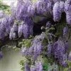 Wisteria Sinensis 'Prolific' Climber 7.5 Ltr Pot (NL) -Cheap Shrub And Spray Store 00004785 a5d783ef 7206 4787 8d92 6f2c74dd9444