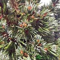 Picea 'Sanders Blue' Spruce Plant 3Ltr Pot (NL) -Cheap Shrub And Spray Store 2000000675510 2