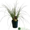 Cortaderia 'Pumila' 5Ltr Pot (NL) -Cheap Shrub And Spray Store 30001104