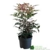 Nandina Domestica 'Obsessed' 2Ltr Pot (NL) -Cheap Shrub And Spray Store 30002508