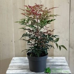 Nandina Domestica 'Obsessed' 2Ltr Pot (NL) 7 Nandina Domestica 'Obsessed' 2Ltr Pot (NL) -Cheap Shrub And Spray Store 30002508 2