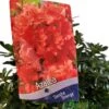 Azalea 'Geisha Orange' 3Ltr Pot (NL) 2 Azalea 'Geisha Orange' 3Ltr Pot (NL) -Cheap Shrub And Spray Store 30008869 2