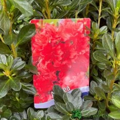 Azalea 'Geisha Orange' 3Ltr Pot (NL) -Cheap Shrub And Spray Store 30008869 5b9b6a4d 2eef 4de9 a7d5 74d146507ae8