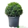 Buxus Ball 30cm Diameter Box Topiary Plant 7.5Ltr Pot -Cheap Shrub And Spray Store 30167099
