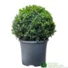 Buxus Ball Topiary Plant 22cm Pot -Cheap Shrub And Spray Store 30167099 b7f09a39 ec25 4308 938a da09aa4eb021
