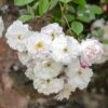 David Austin 'Adelaide D'Orleans' White English Rambling Rose -Cheap Shrub And Spray Store 30169553 36ff3121 f410 4626 9a2e 4e0328bf4912