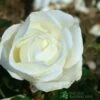 Whartons 'Silver Anniversary' Hybrid Tea White Rose Plant 3Ltr Pot -Cheap Shrub And Spray Store 5011622202081