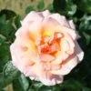 Peach Climbing Rose 'Compassion' 4Ltr Pot -Cheap Shrub And Spray Store 5011622202234