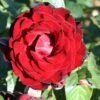 Whartons 'Dublin Bay' Climbing Rose Plant 4Ltr 2 Whartons 'Dublin Bay' Climbing Rose Plant 4Ltr -Cheap Shrub And Spray Store 5011622202265