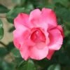 Whartons 'Galway Bay' Pink Climbing Rose 4Ltr Pot -Cheap Shrub And Spray Store 5011622202319