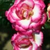 Pink Climbing Rose 'Handel' 4Ltr Pot -Cheap Shrub And Spray Store 5011622202357