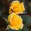 Whartons 'Laura Ford' Yellow Climbing Rose 4Ltr Pot -Cheap Shrub And Spray Store 5011622202395