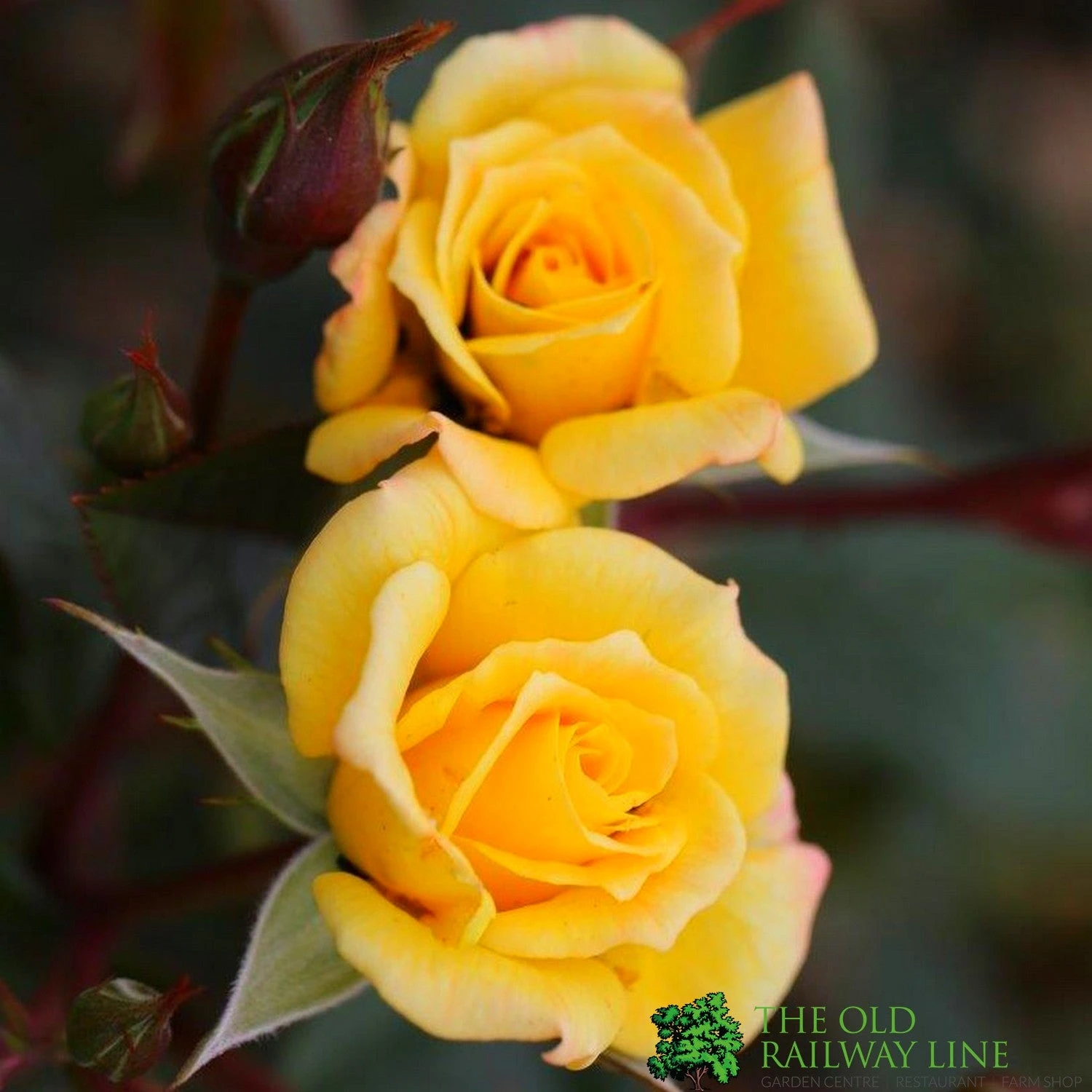 Whartons 'Laura Ford' Yellow Climbing Rose 4Ltr Pot 3 Whartons 'Laura Ford' Yellow Climbing Rose 4Ltr Pot