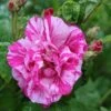 Rosa Gallica 'Versicolor' Rose 4Ltr Pot -Cheap Shrub And Spray Store 5011622203590