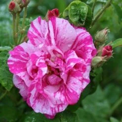 Rosa Gallica 'Versicolor' Rose 4Ltr Pot