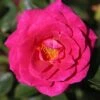 Whartons 'Gloriana' Climbing Rose Plant 4Ltr Pot 1 Whartons 'Gloriana' Climbing Rose Plant 4Ltr Pot -Cheap Shrub And Spray Store 5011622207574