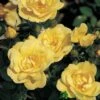 Whartons 'Flower Carpet Gold' Standard Rose 7.5Ltr Pot 1 Whartons 'Flower Carpet Gold' Standard Rose 7.5Ltr Pot -Cheap Shrub And Spray Store 5011622208854