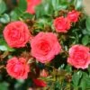 Whartons 'Birthday Wishes' Standard Tree Rose 50cm Stem 1 Whartons 'Birthday Wishes' Standard Tree Rose 50cm Stem -Cheap Shrub And Spray Store 5011622211250