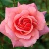 Pink Shrub Rose 'Festive Jewel' 4Ltr Pot -Cheap Shrub And Spray Store 5011622212486