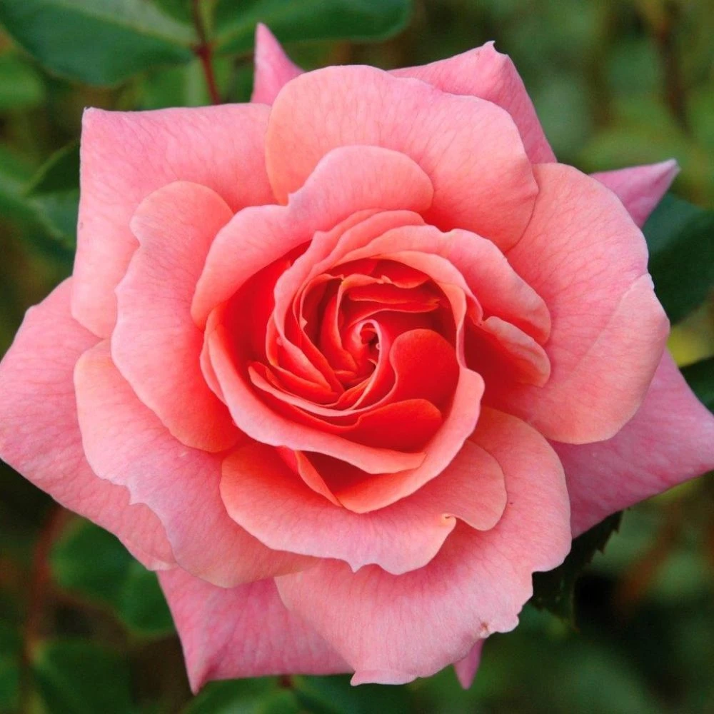 Pink Shrub Rose 'Festive Jewel' 4Ltr Pot 3 Pink Shrub Rose 'Festive Jewel' 4Ltr Pot